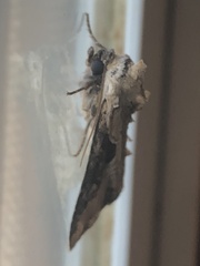 Lateroligia ophiogramma