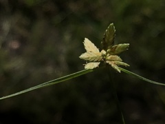Cyperus flavescens