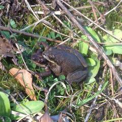 Pseudacris collinsorum