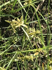 Cyperus flavescens
