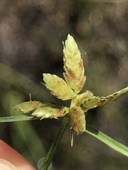 Cyperus flavescens