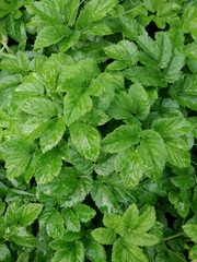 Aegopodium podagraria