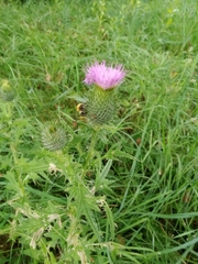Cirsium vulgare