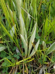Antennaria anaphaloides