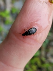 Agonum punctiforme