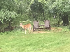 Odocoileus virginianus
