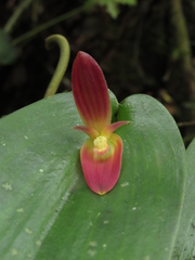 Pleurothallis solaris