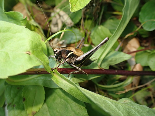 Alpine Dark Bush-cricket, Innsbruck, Österreich, photo 10 of 10