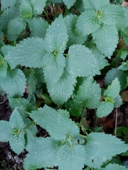 Lamium album