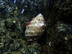 Stramonita haemastoma