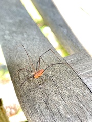 Leiobunum calcar