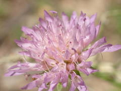 Knautia collina