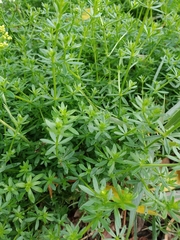Galium