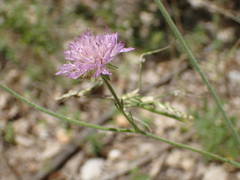 Knautia collina