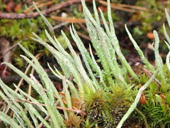 Cladonia cornuta