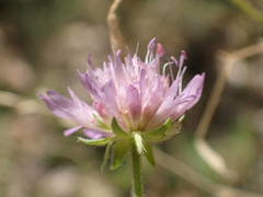 Knautia collina