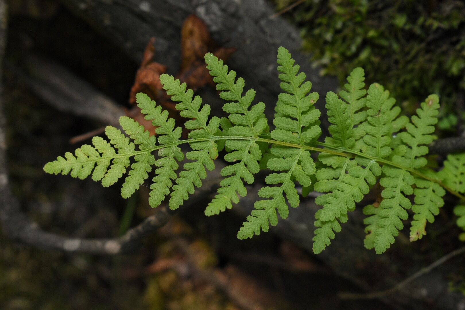 Woodsia obtusa ssp. occidentalis