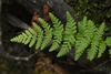 Woodsia obtusa occidentalis - Photo (c) Aidan Campos, some rights reserved (CC BY-NC), uploaded by Aidan Campos