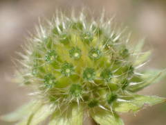 Knautia collina