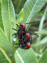 Tetraopes tetrophthalmus