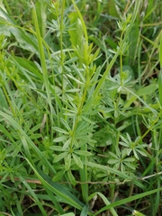 Galium