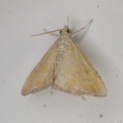 Xanthophysa psychicalis