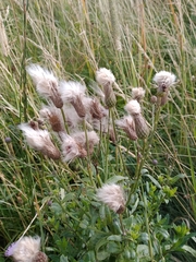 Cirsium arvense