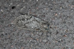 Gloveria arizonensis