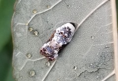 Acleris nivisellana