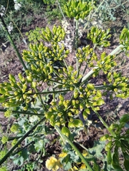 Heracleum sphondylium sibiricum