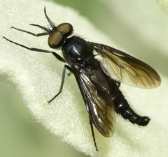Salentia nigripes