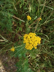 Tanacetum vulgare