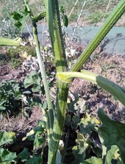 Heracleum sphondylium sibiricum