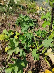 Heracleum sphondylium sibiricum