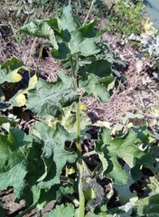 Heracleum sphondylium sibiricum