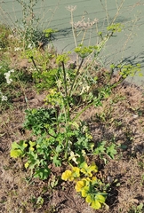 Heracleum sphondylium sibiricum