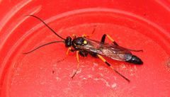 Ichneumon xanthorius