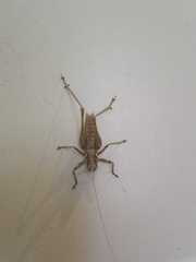 Antaxius spinibrachius