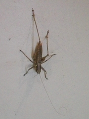 Antaxius spinibrachius