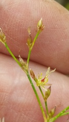 Brown-seeded Rush (Juncus pelocarpus)