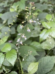 Circaea lutetiana