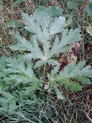 Heracleum sosnowskyi