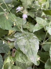 Circaea lutetiana