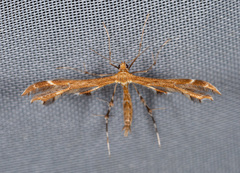 Oxyptilus pilosellae