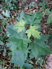 Acer platanoides