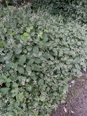 Circaea lutetiana