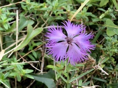 Dianthus gallicus
