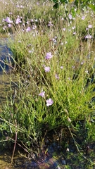 Agalinis maritima grandiflora