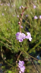 Agalinis maritima grandiflora