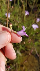 Agalinis maritima grandiflora